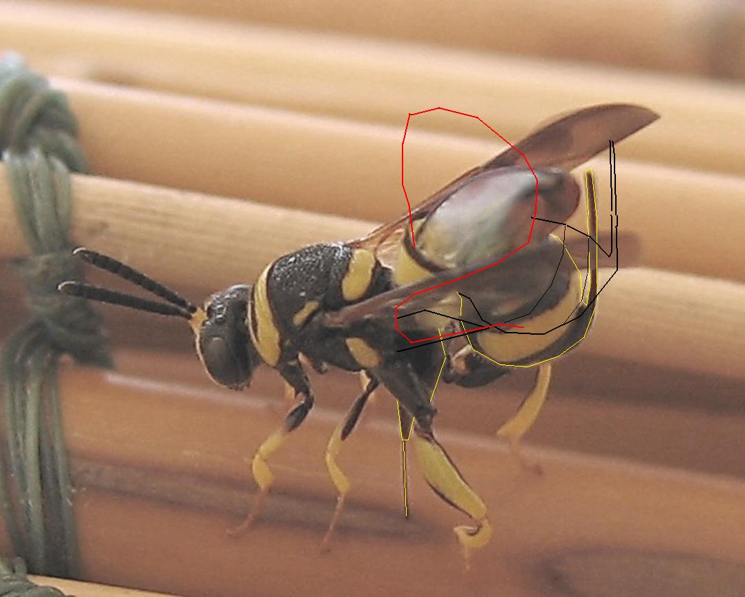 Ovideposizione Leucospis dorsigera (Leucospidae)
